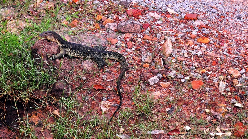Small Monitor Lizard
