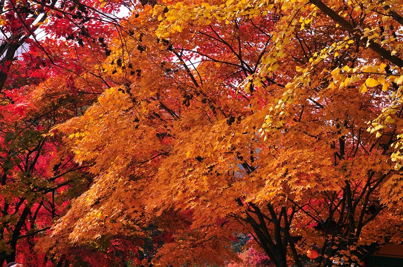 Fall Colors at Buseoksa Temple, Korea