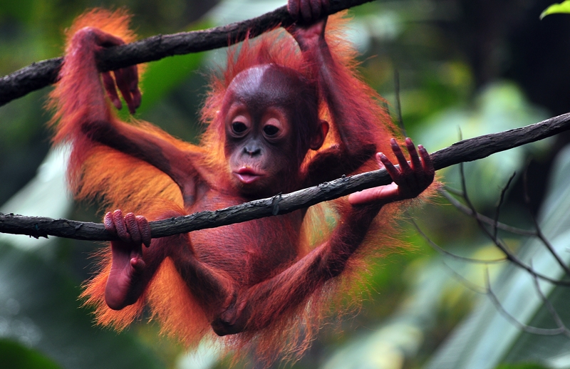 Baby Ornagutan