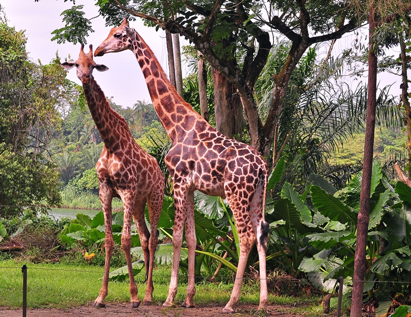 Giraffes