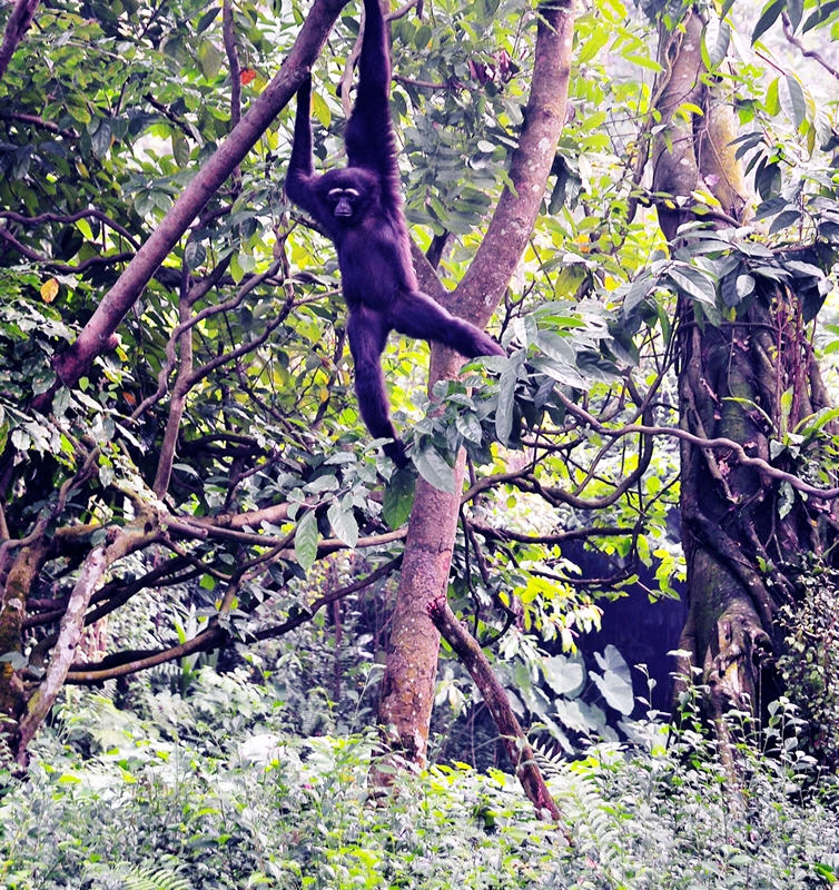 Chimpanzee -- Singapore Zoo