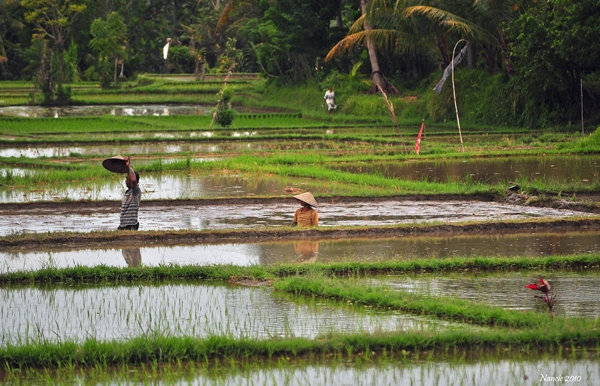 Ubud Rice Paddy