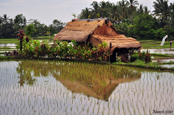 Ubud Rice Paddy