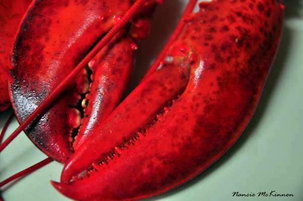 m_lobsterclawdsc_2782