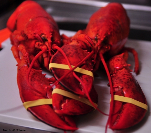 m_lobsterdsc_2778