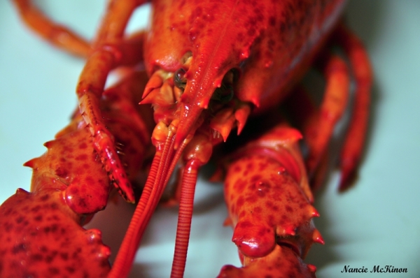 m_lobsterheaddsc_2783