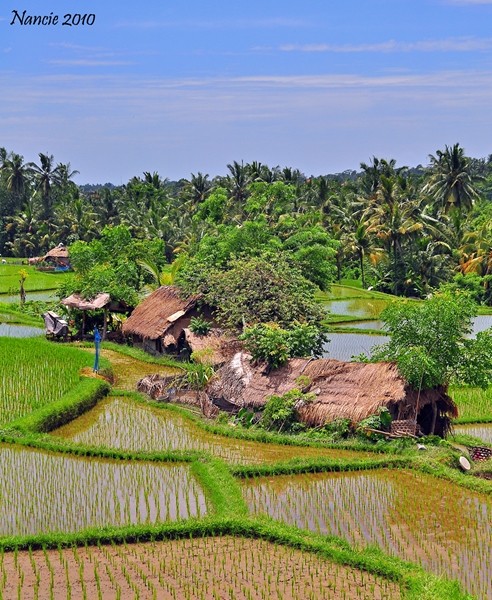 Ubud’s Ten “Must Do’s”