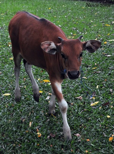 m_WaterbuffaloDSC_6759