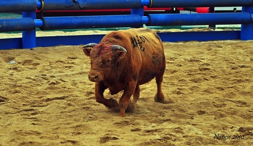 m_bulls5DSC_2460