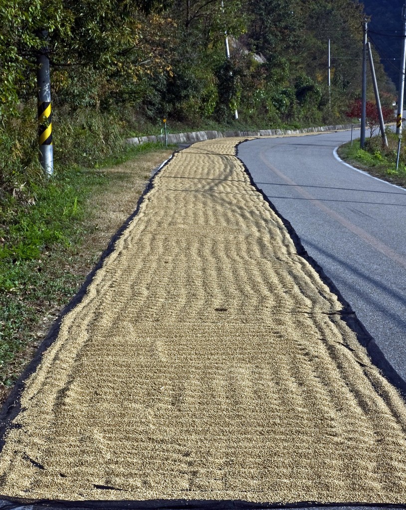 Through the Sandbox Lens #19 — Rice Drying — Rural Korea