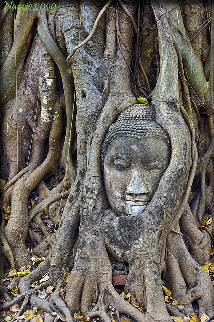 Travel Photo Thursday, March 31, 2011, Buddha’s Head, Ayutthaya. Thailand