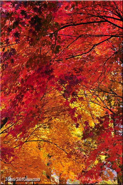 Magnificent Monday — Spring and Autumn Collections