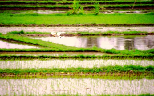 Travel Photo Thursday, January 6, 2010…Soaring Over the Rice Fields of Ubud