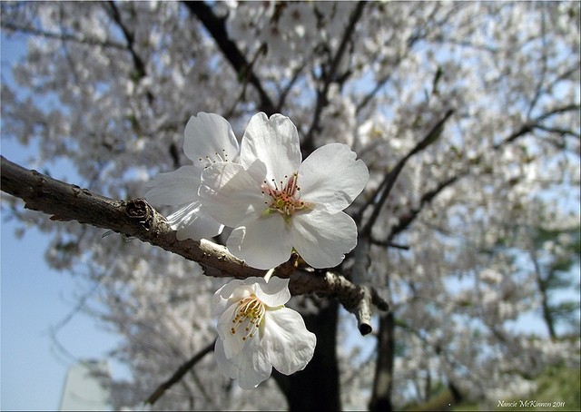 Travel Photo Thursday, May 5, 2011, Blossom Bliss in Daejeon, Korea