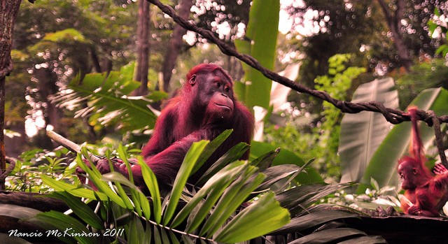 Magnificent Monday — Conservation:What can we do?”