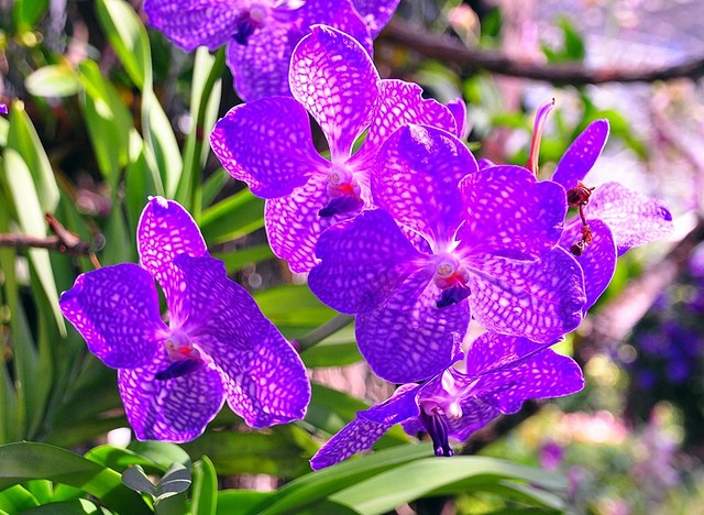 Travel Photo Thursday — January 19th, 2012 — Royal Flora, Chiang Mai, Thailand