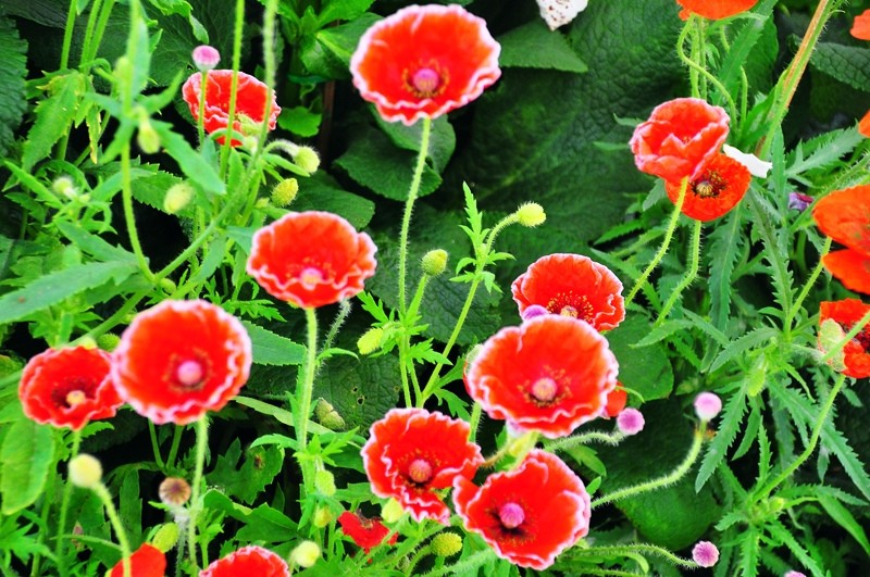 Through the Sandbox Lens #39 — Flower Power at the Royal Flora in Chiang Mai