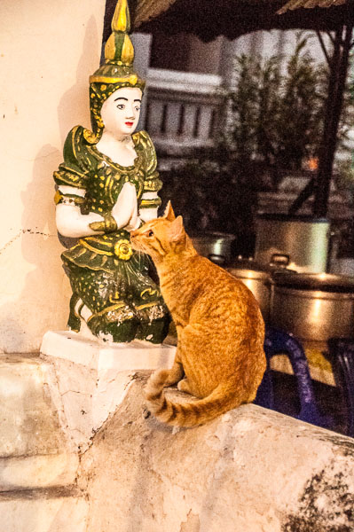 Travel Photo Thursday — January 31st, 2013 — Chiang Mai’s Fabulous Felines