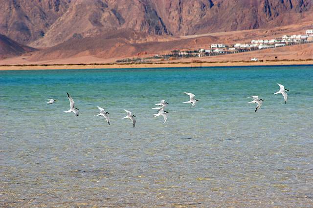 Birds flying on the red sea, Dahab, Egypt, North Africa, Africa