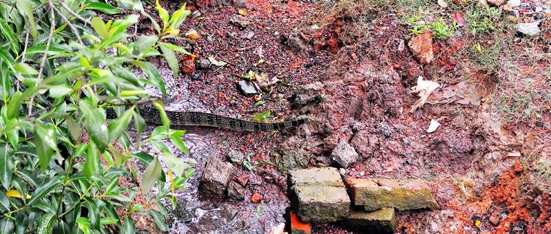 Barbecued Monitor Lizard, Anyone?