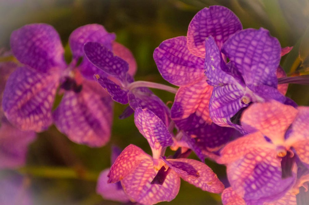Chiang Mai’s Annual Flower Festival — Flowers, Flowers Everywhere