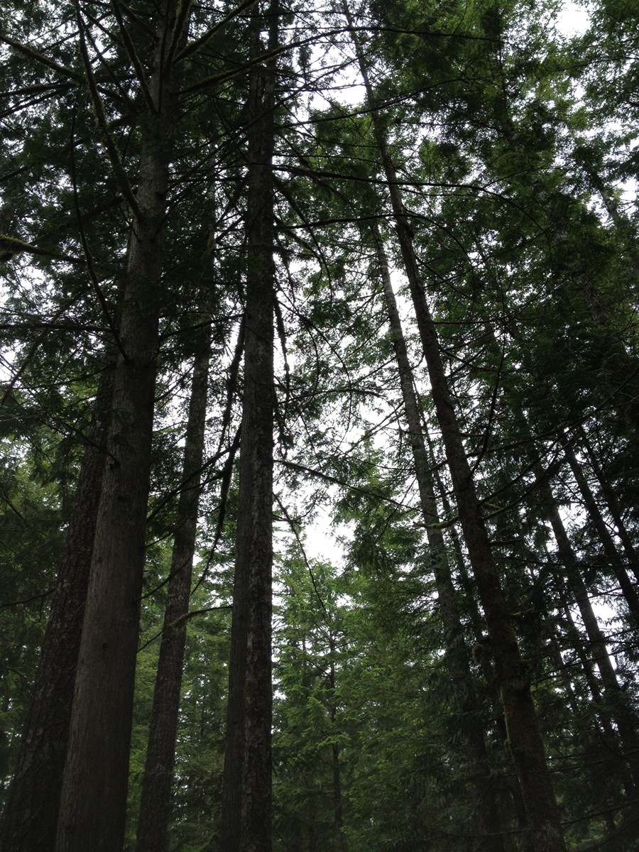 m_trees