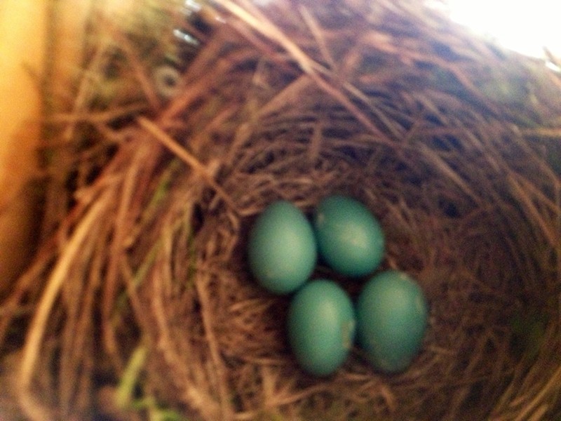 m_robineggs