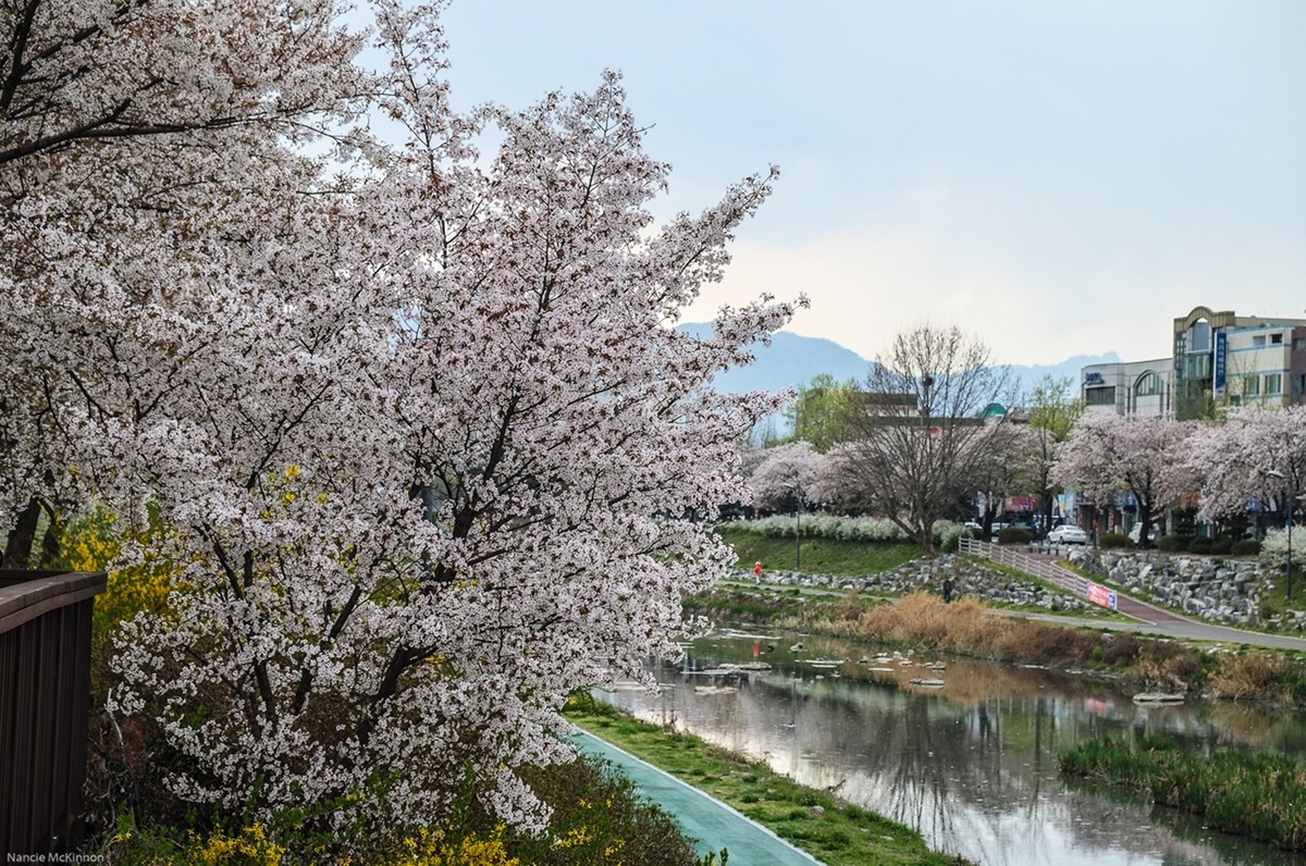 Travel Photo Thursday — Apr. 10/14 — Flower Blossom Time in Korea