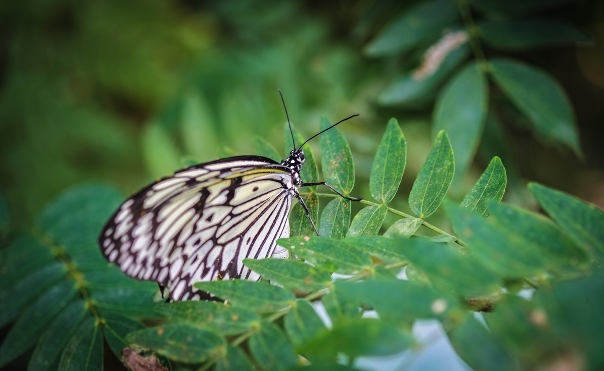 Penang’s Butterfly Farm for Travel Photo Thursday