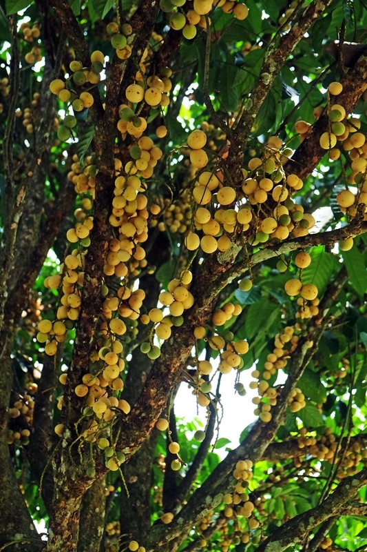 Tropical Fruit Farm