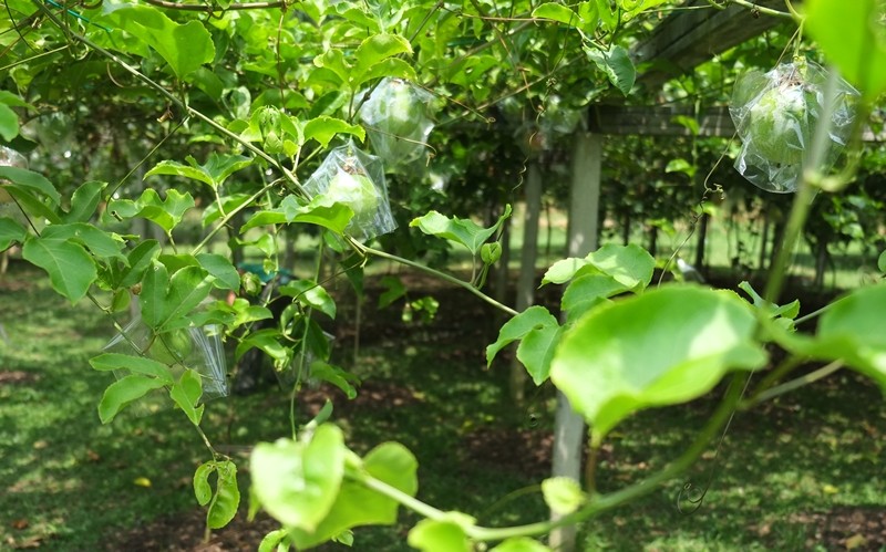 Tropical Fruit Farm, Penang