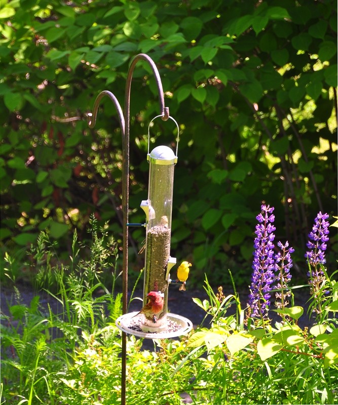 Feathered friends enjoying lunch at the Train Station Inn, Tatamagouche, Nova Scotia
