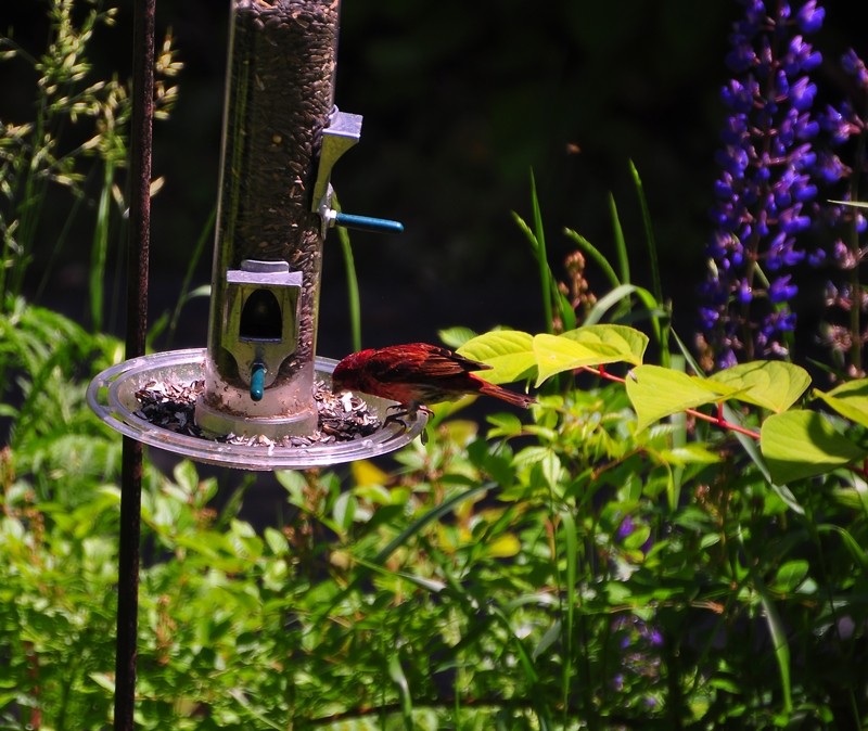 Furry friends, Train Station Inn, Tatmagouche, Nova Scotia