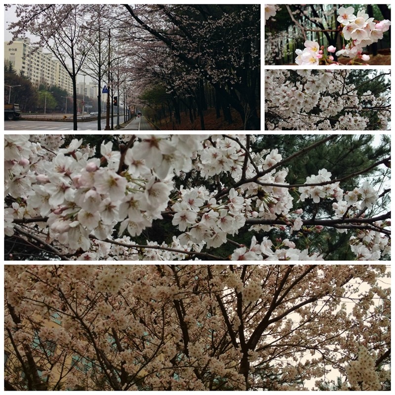 Cherry Blossoms, Daejeon, Korea