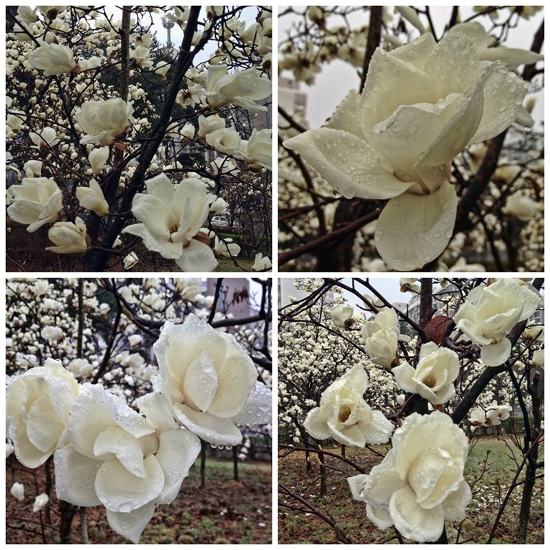 Magnolia Collage