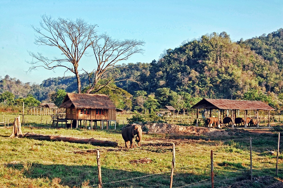 Elephant Nature Park, Chiang Mai