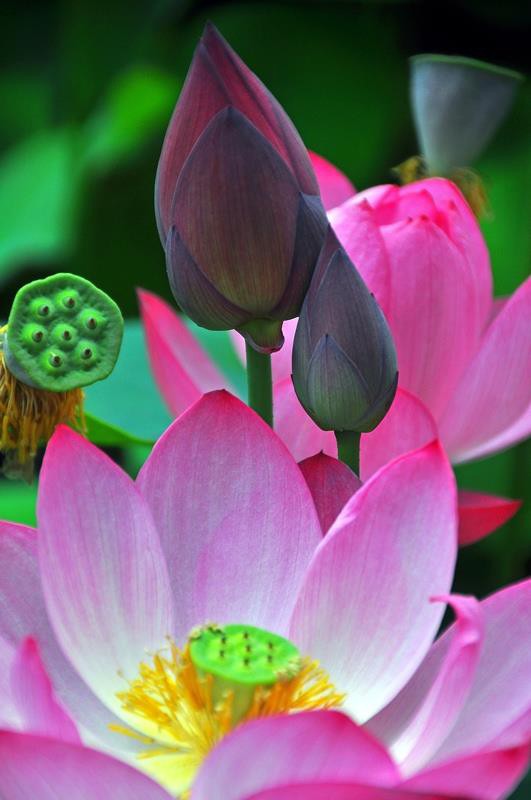 Lotus at Bongwonsa Temple in Seoul