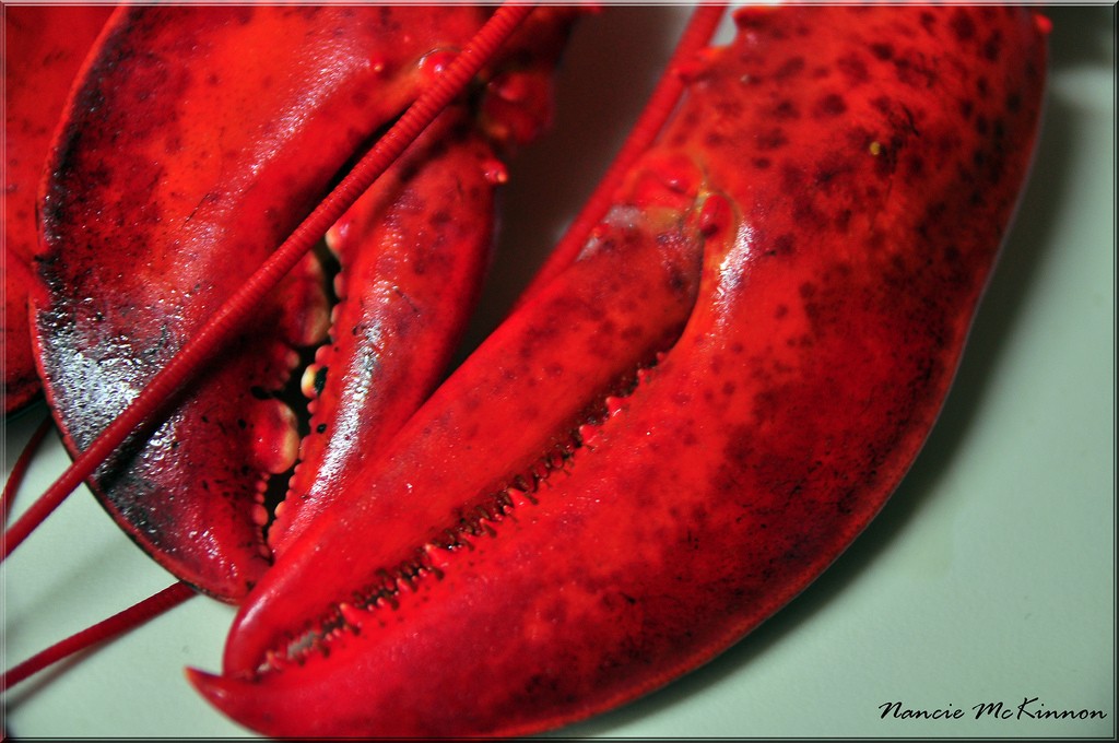 Nova Scotia Lobster