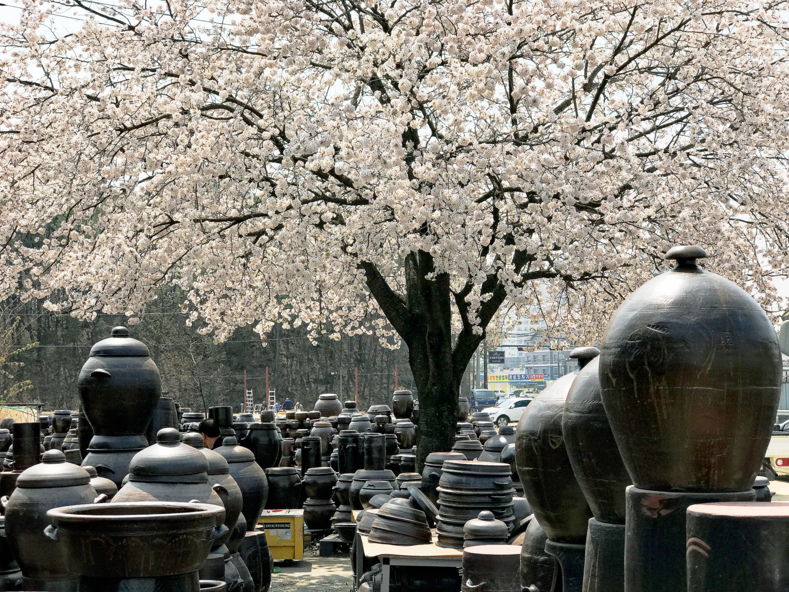 Korean Ceramics Shopping in Yeoju, Korea